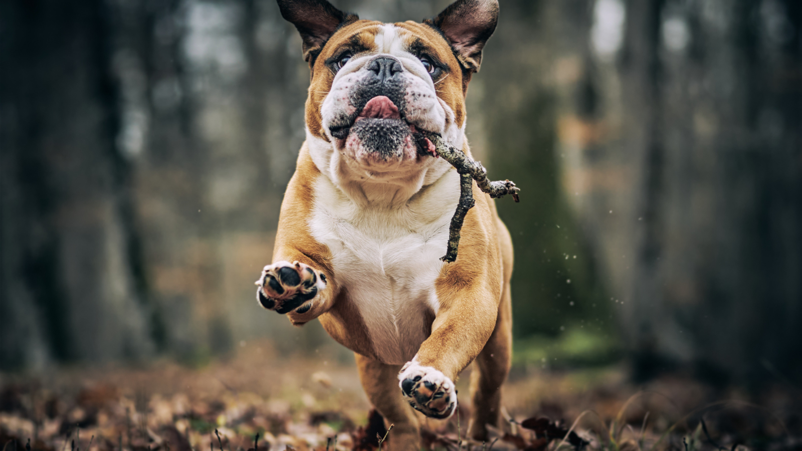 Bulldog running through woodland with a stick.