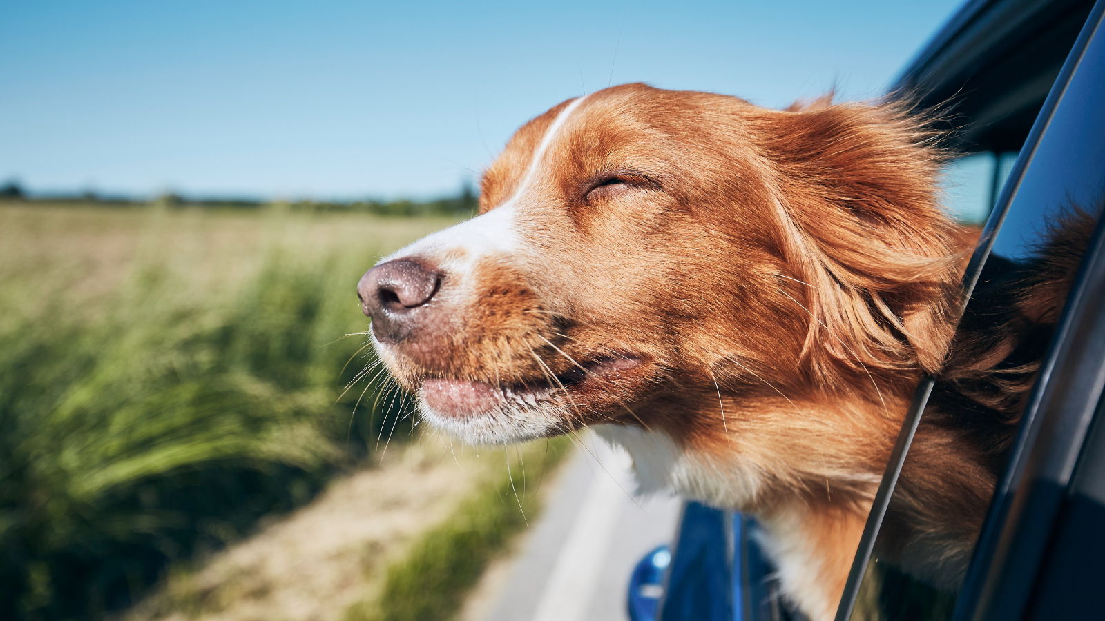 Red-and-white dog enjoying the breeze from a car window.