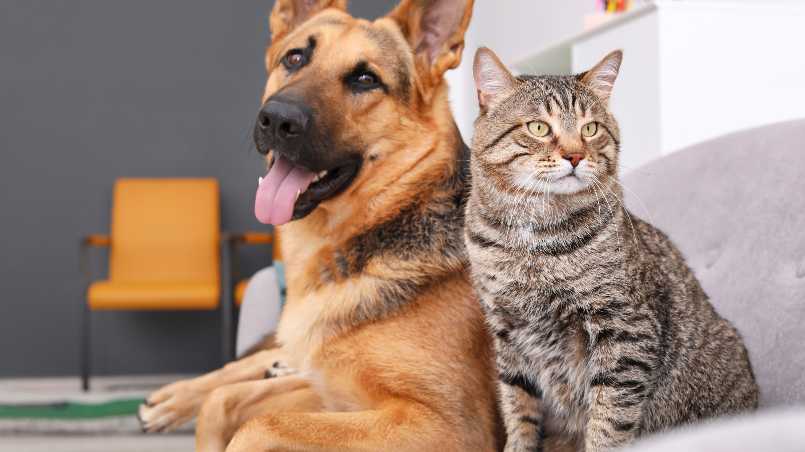 German shepherd and tabby cat sitting together indoors.