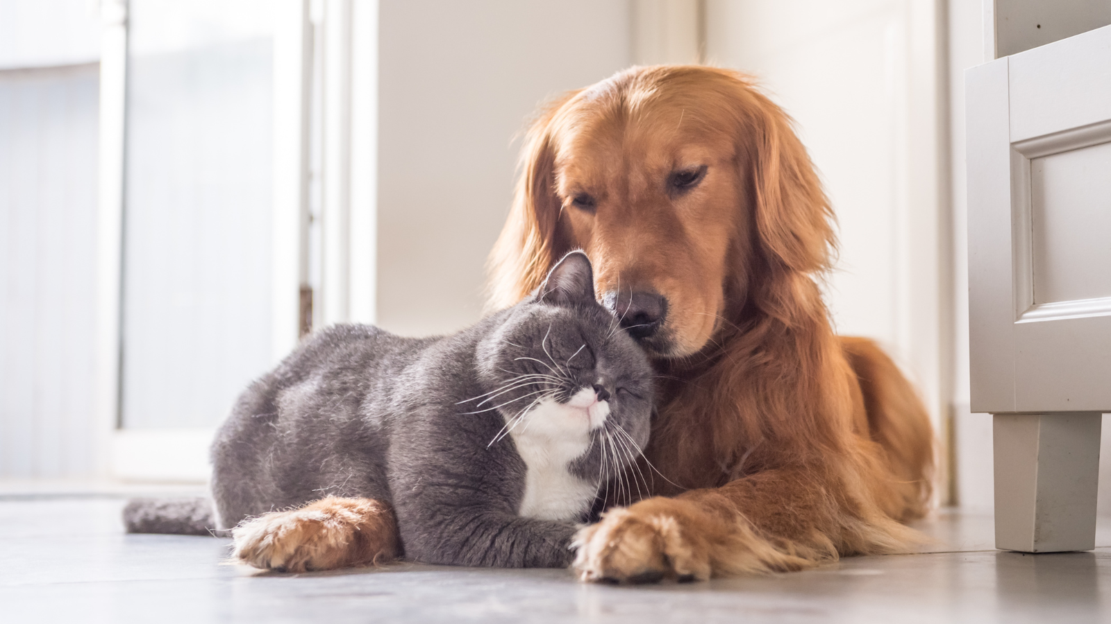 Golden retriever gently cuddling a grey cat indoors.