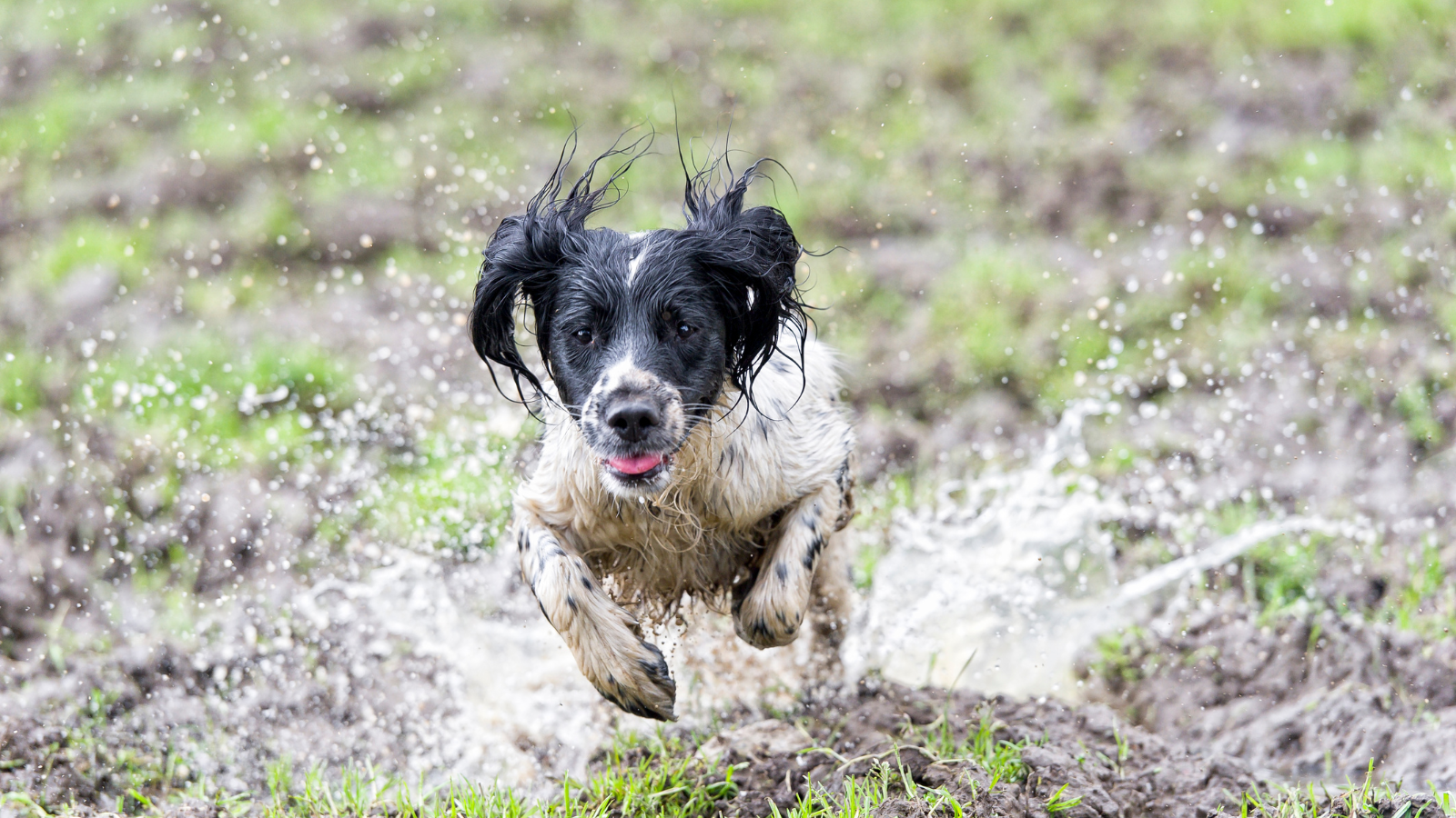 Black-and-white spaniel running through a muddy puddle.